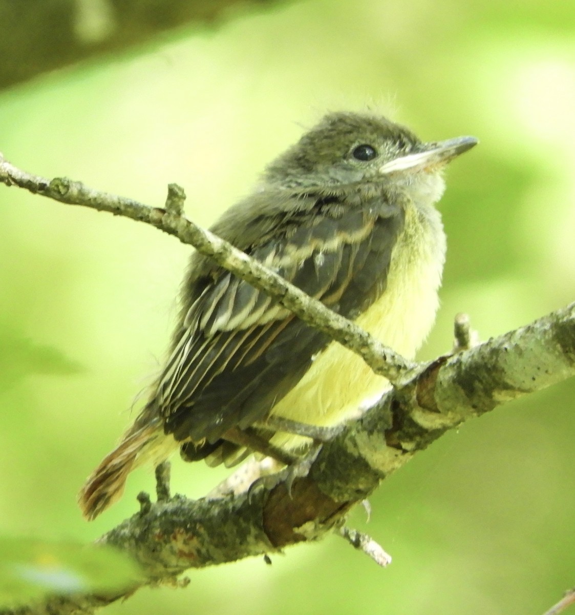 Great Crested Flycatcher - ML620660684