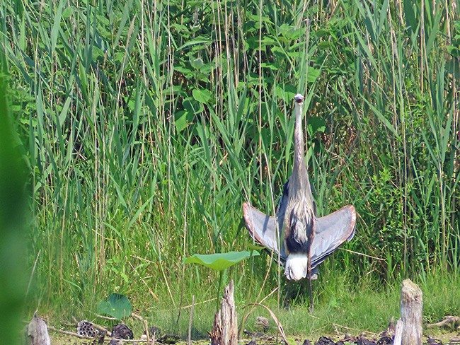 Garza Azulada (grupo herodias) - ML620660686