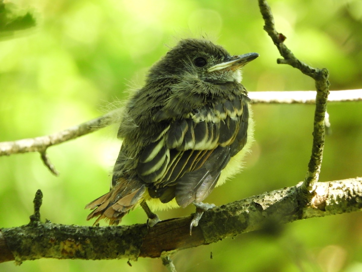Great Crested Flycatcher - ML620660687