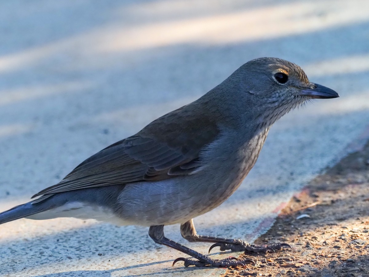 Gray Shrikethrush - ML620660690