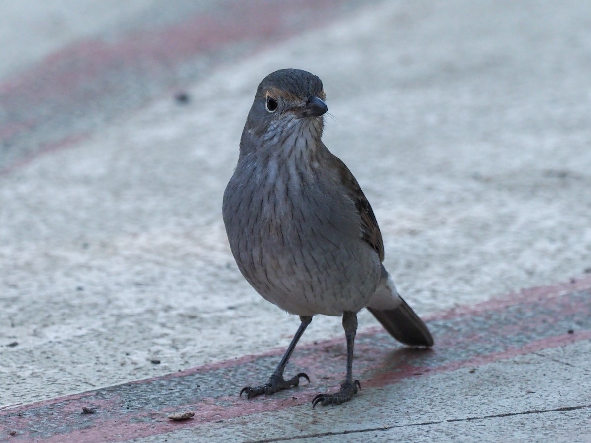 Gray Shrikethrush - ML620660691