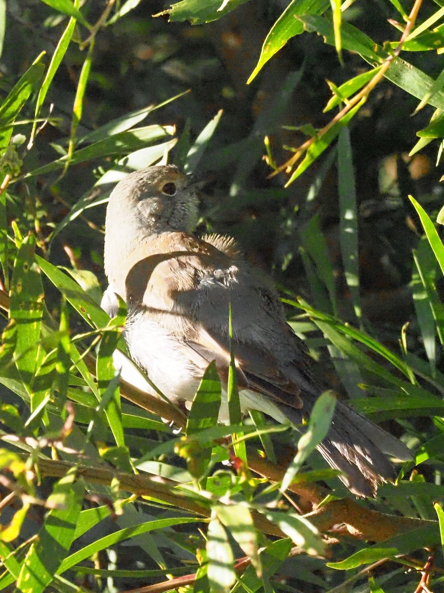 Gray Shrikethrush - ML620660694