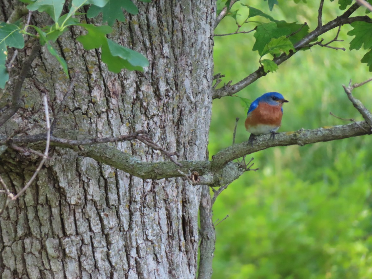 Eastern Bluebird - ML620660695