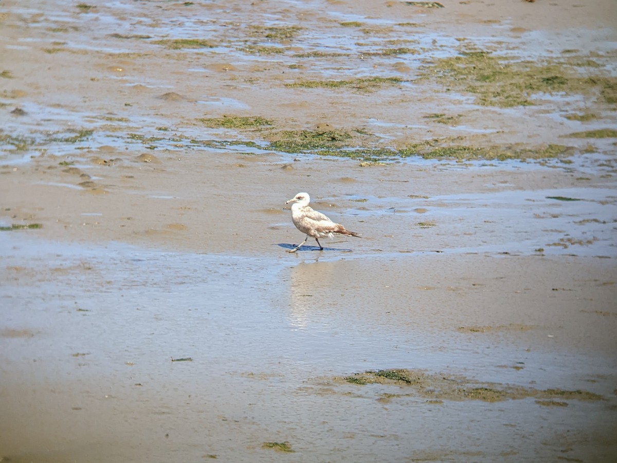 Gaviota Californiana - ML620660706