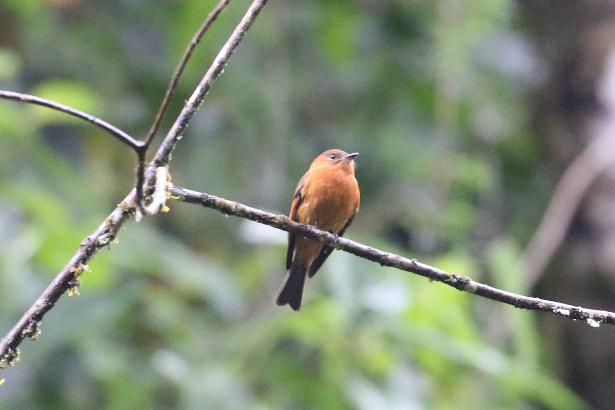 Cinnamon Flycatcher - ML620660712