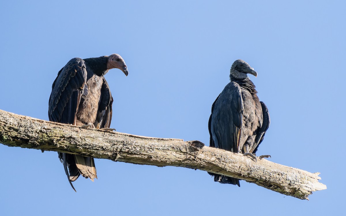 Black Vulture - ML620660717