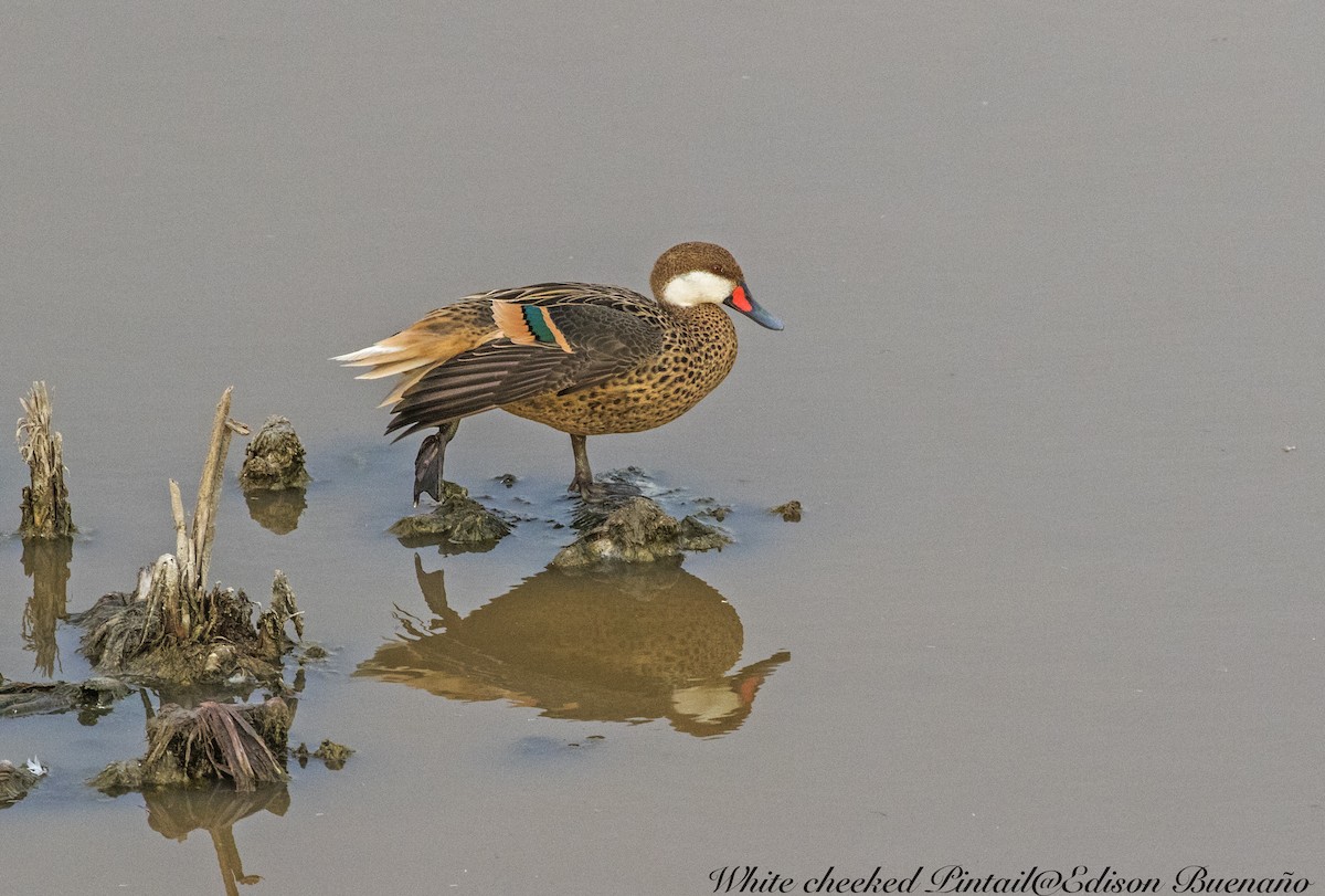 White-cheeked Pintail - ML620660723