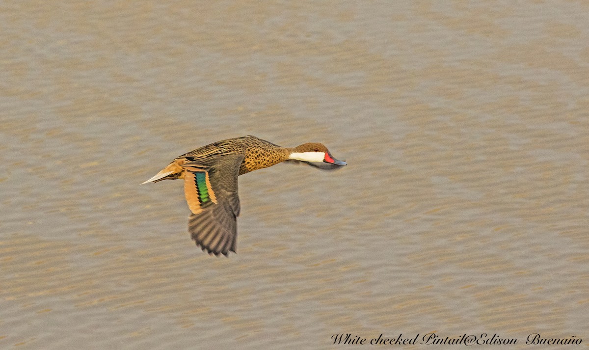 White-cheeked Pintail - ML620660724