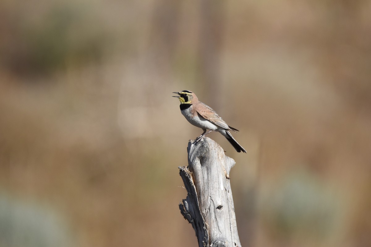 Horned Lark - ML620660733