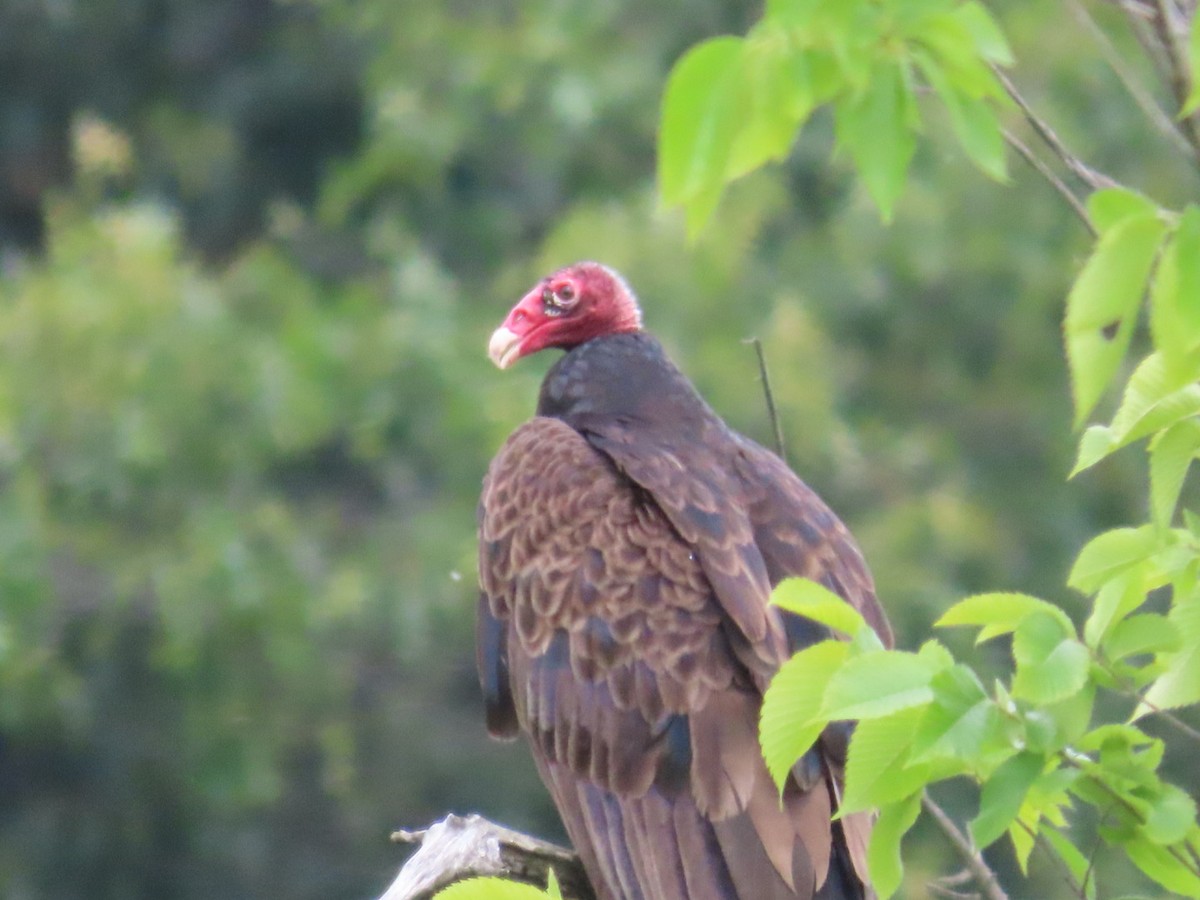 Turkey Vulture - ML620660745