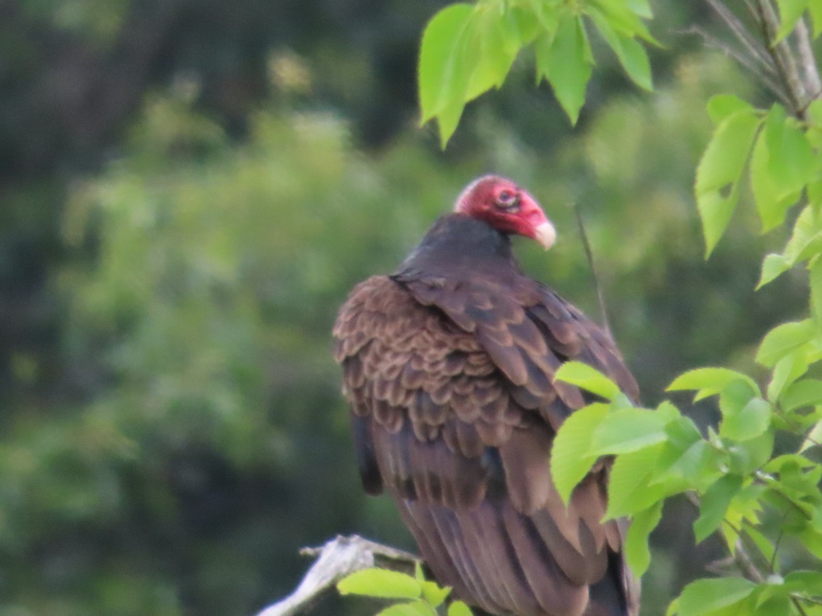 Turkey Vulture - ML620660746