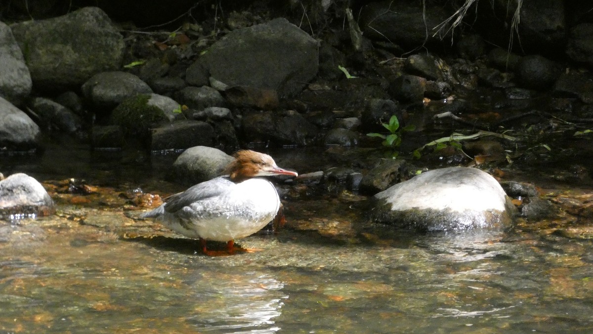 Common Merganser - ML620660749