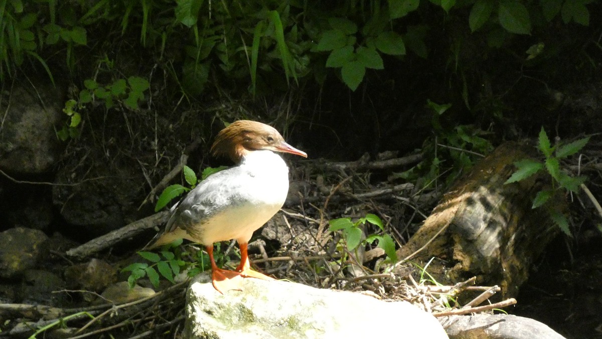 Common Merganser - ML620660750