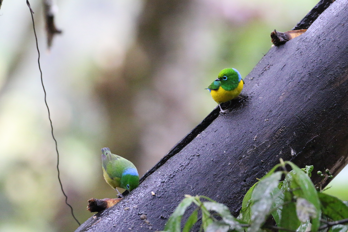 Blue-naped Chlorophonia - ML620660760