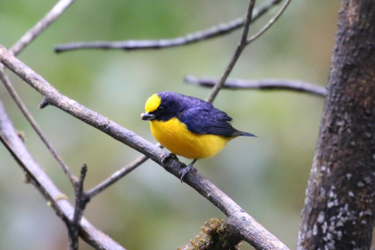 Thick-billed Euphonia - ML620660764