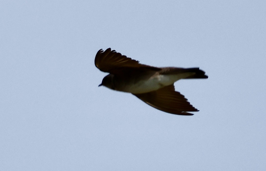 Northern Rough-winged Swallow - ML620660771