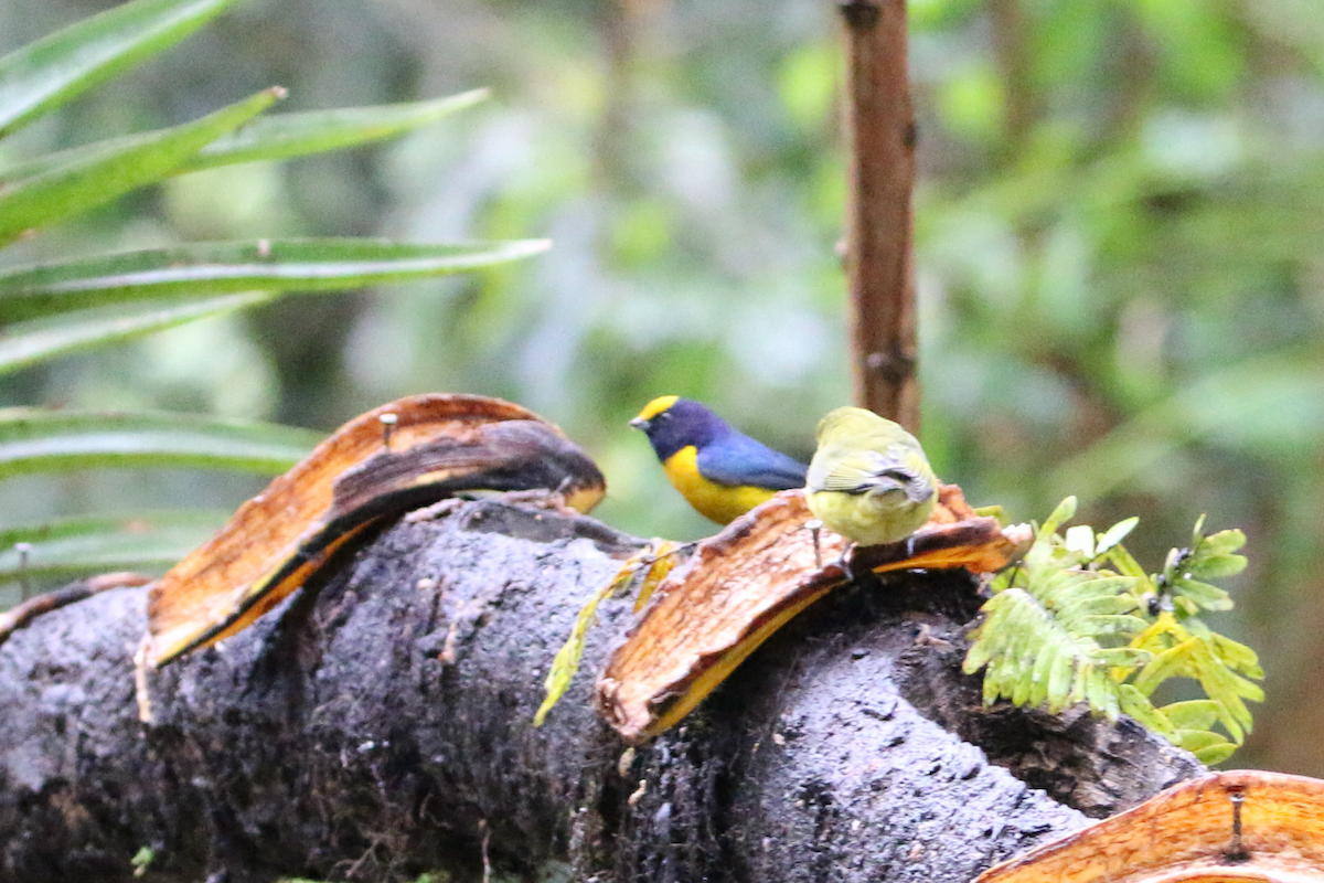 Orange-bellied Euphonia - ML620660774