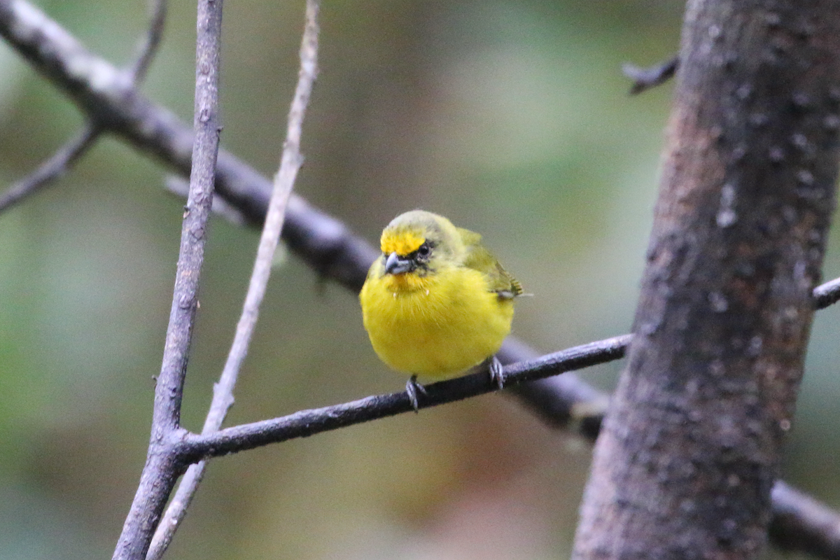 Orange-bellied Euphonia - ML620660776