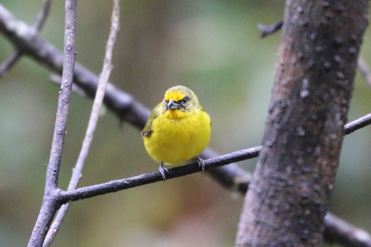 Orange-bellied Euphonia - ML620660777