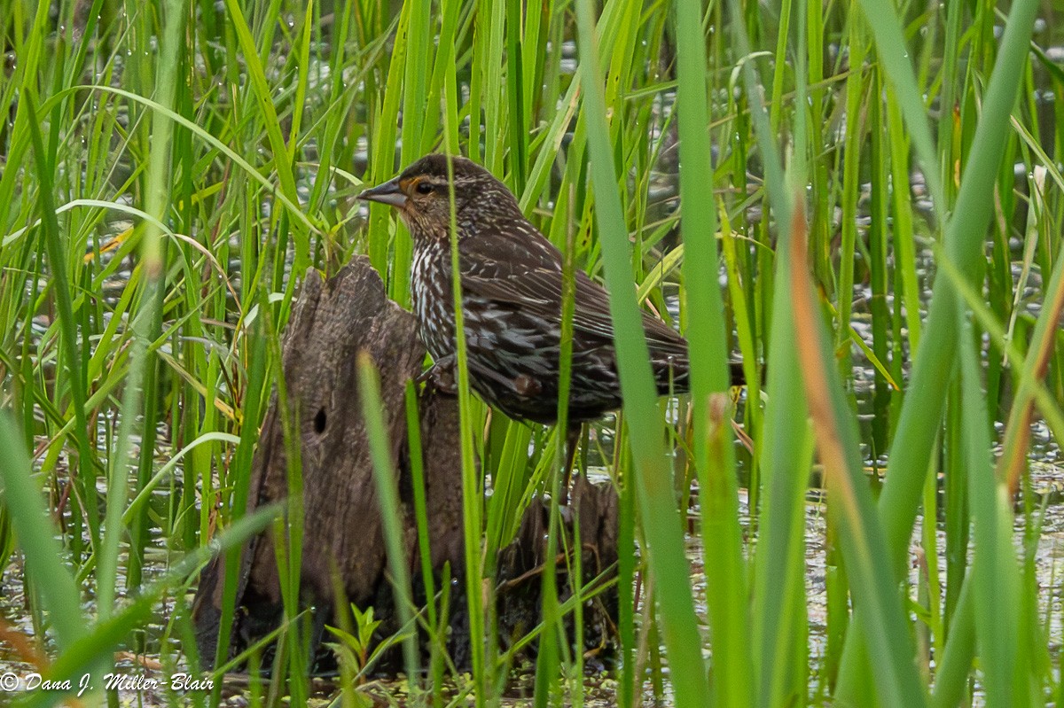 Red-winged Blackbird - ML620660781