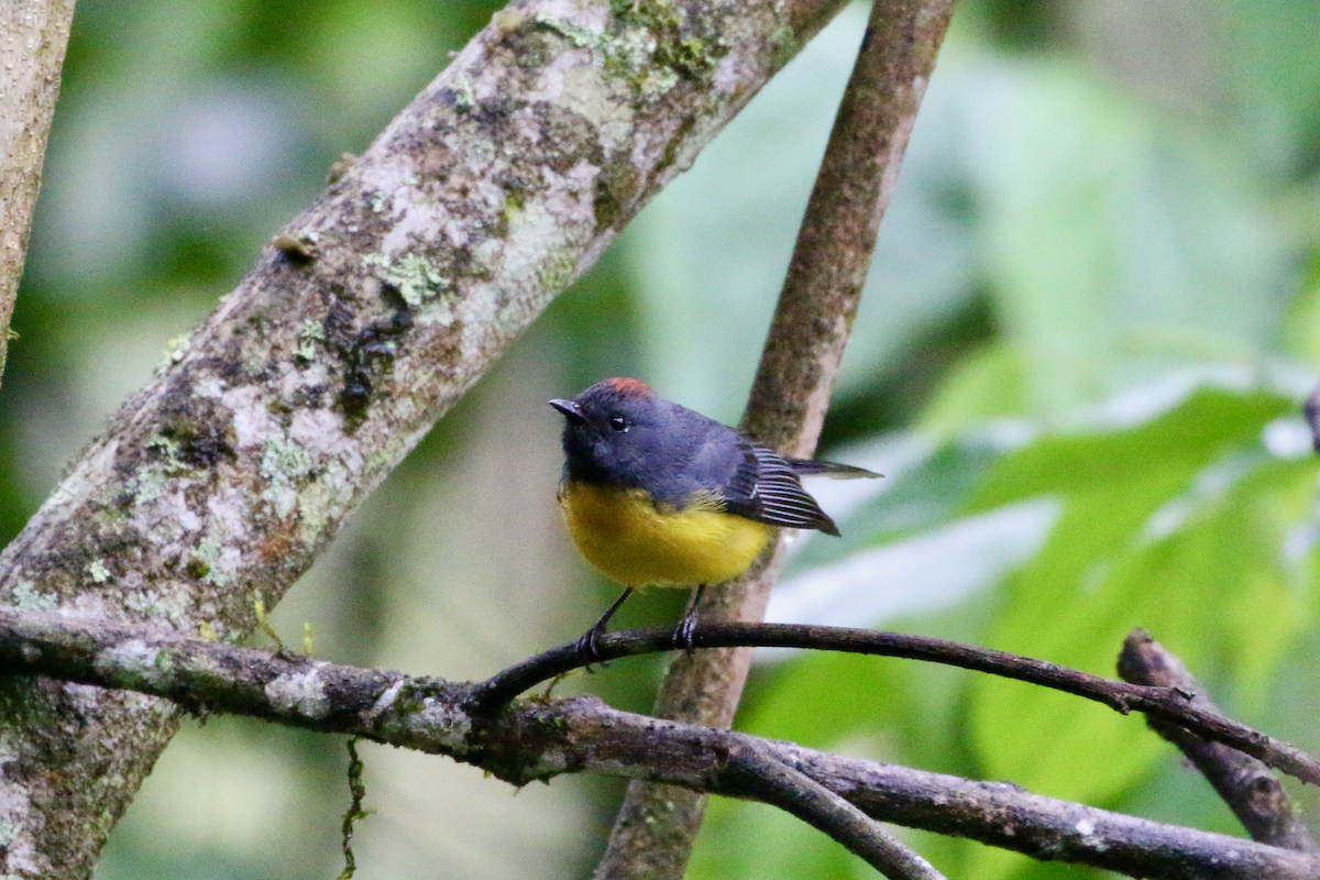 Slate-throated Redstart - ML620660782