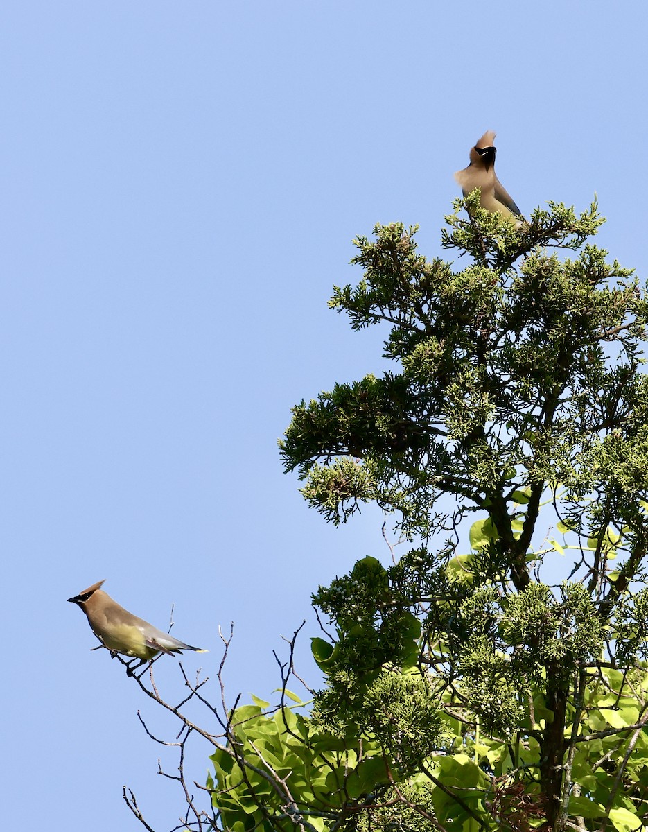 Cedar Waxwing - ML620660784