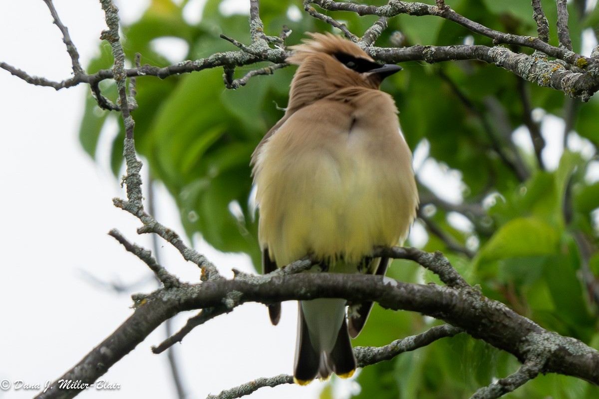 Cedar Waxwing - ML620660786