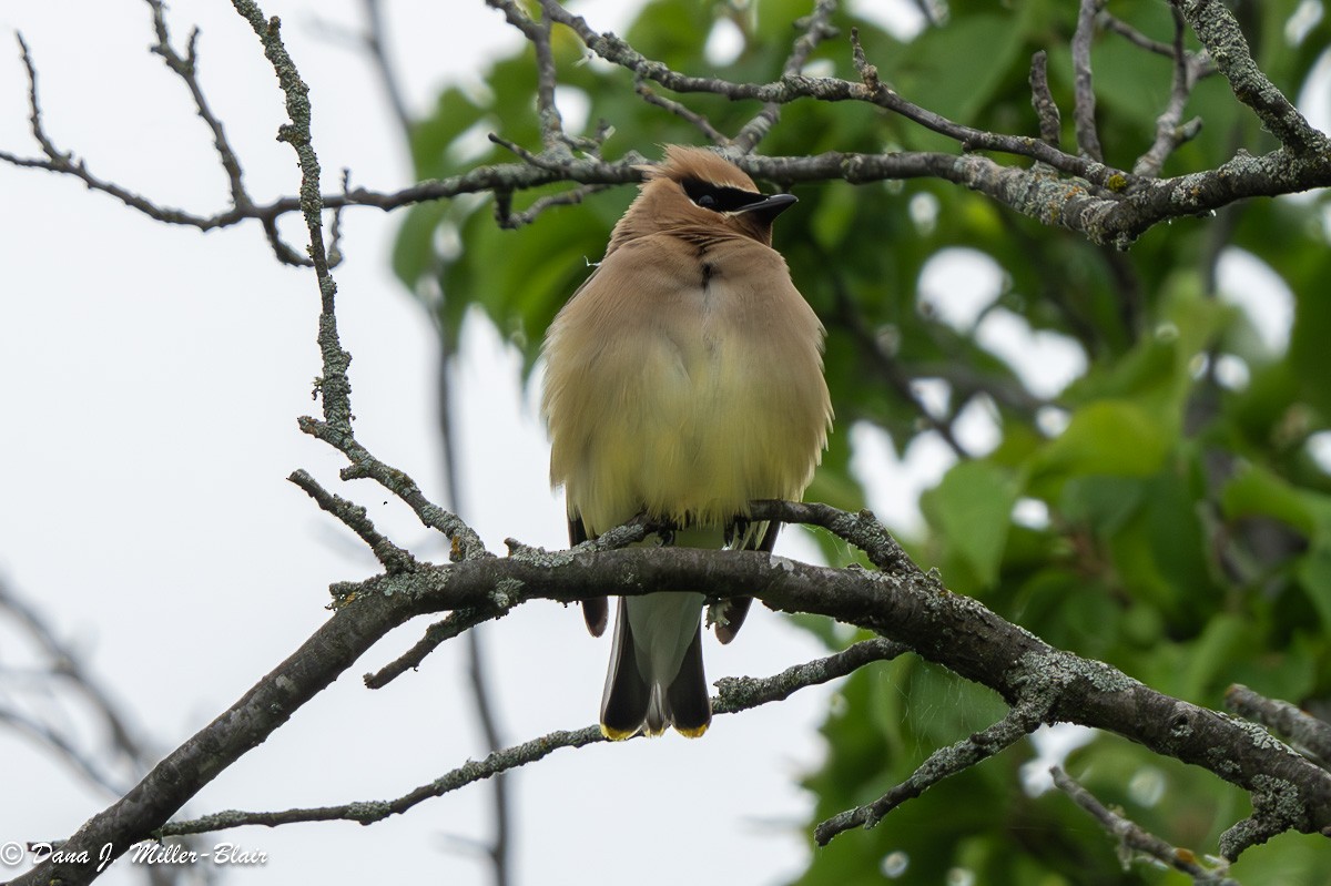 Cedar Waxwing - Dana Miller-Blair