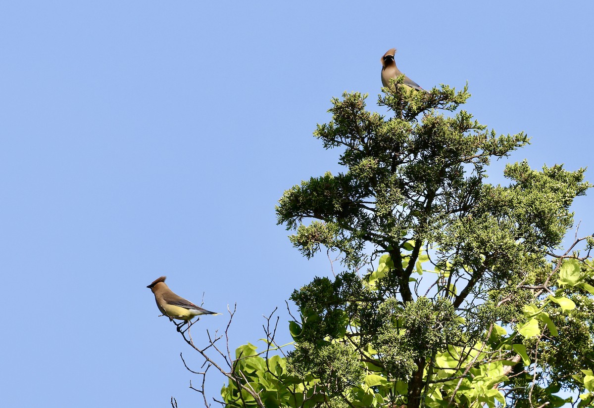 Cedar Waxwing - ML620660788