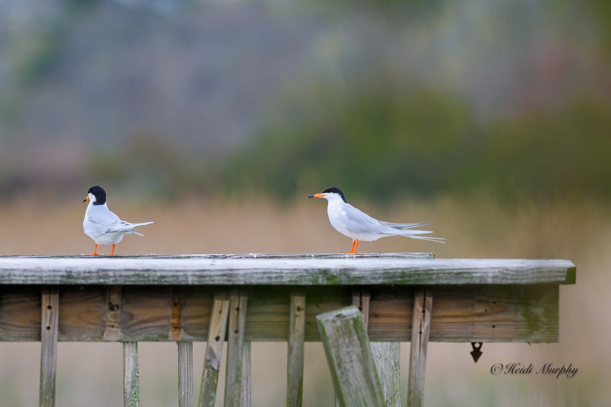 Forster's Tern - ML620660799