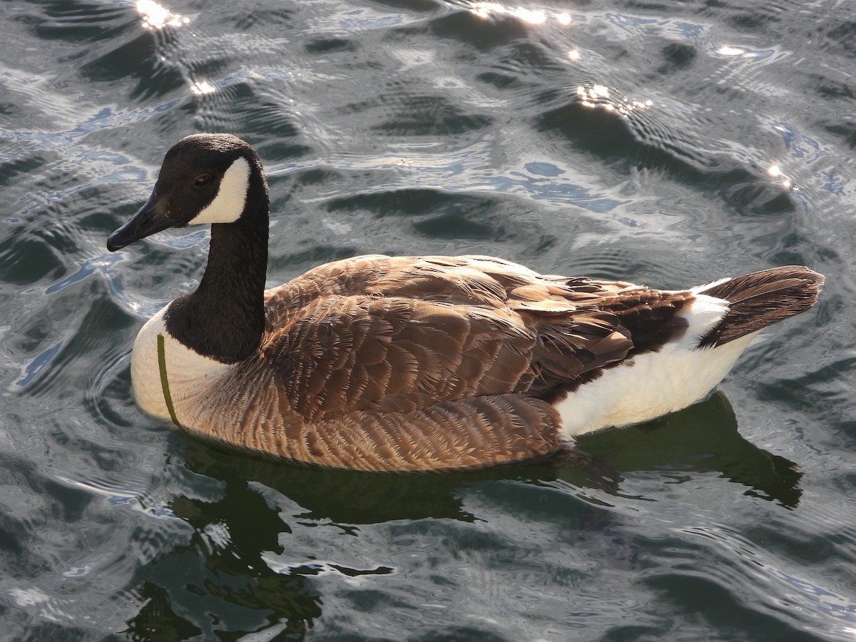 Canada Goose - ML620660801