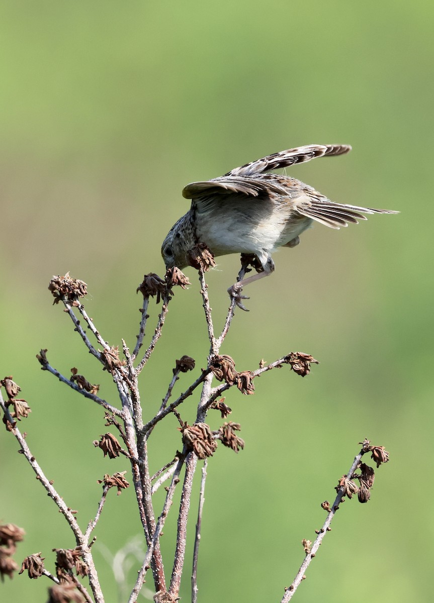 Grasshopper Sparrow - Lisa Goodwin