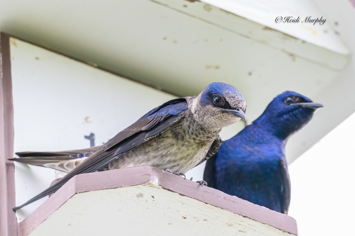 Purple Martin - ML620660806