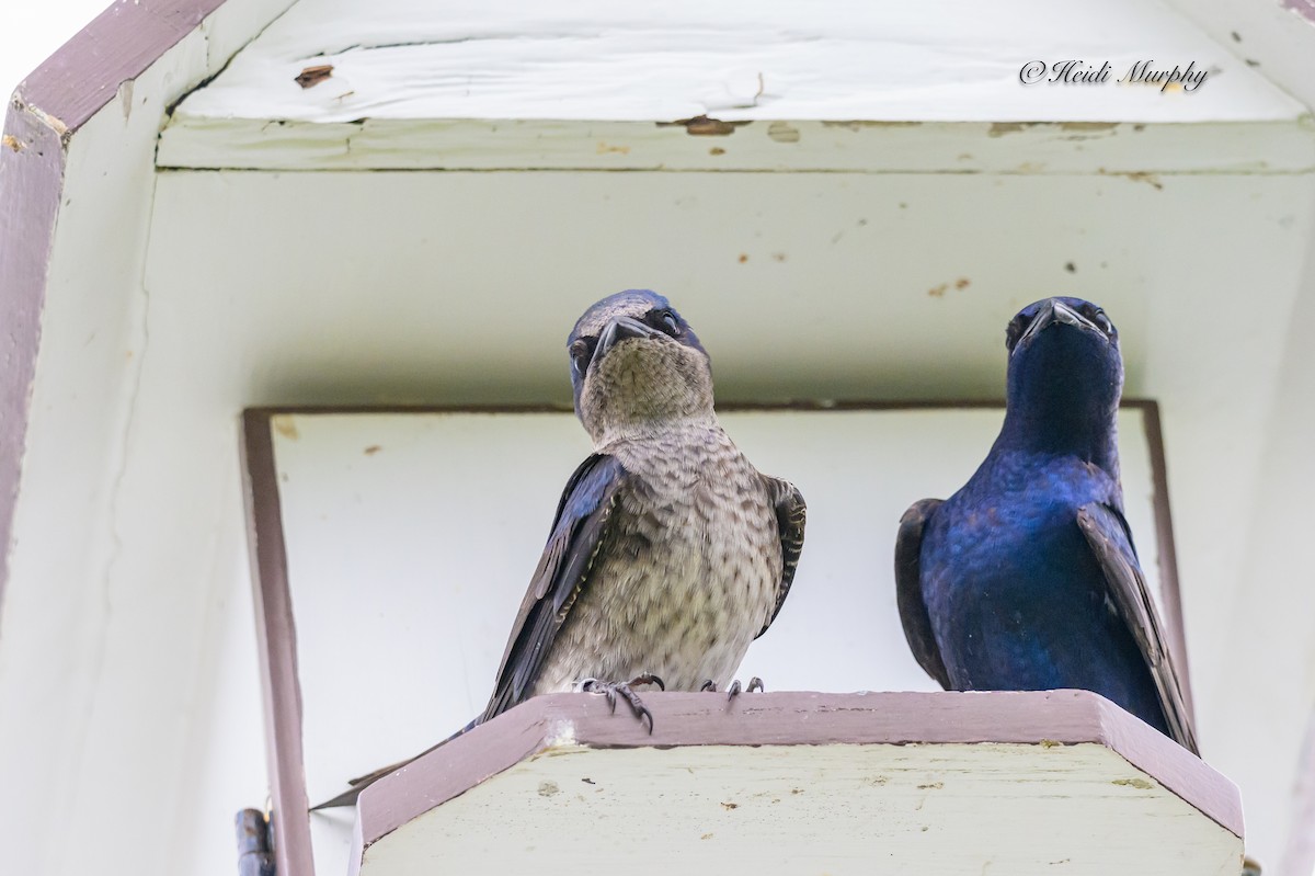 Purple Martin - ML620660807