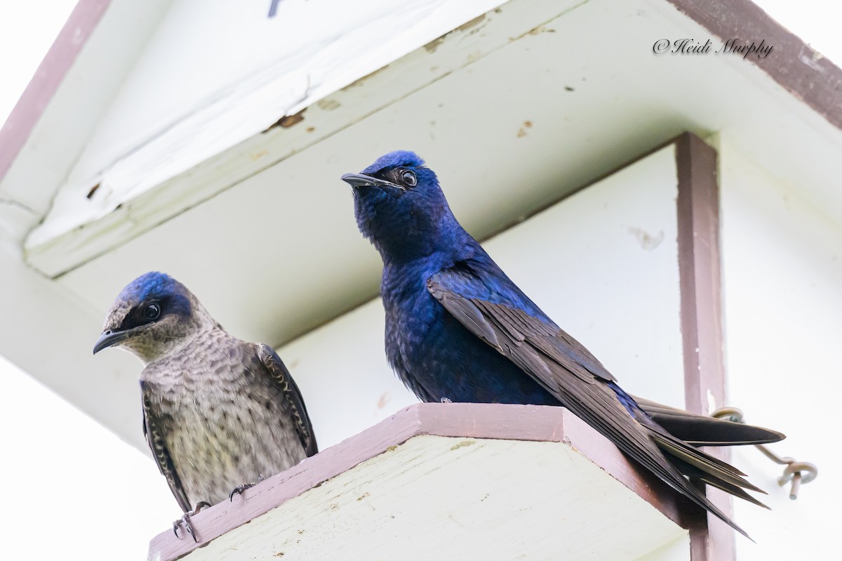 Purple Martin - ML620660808