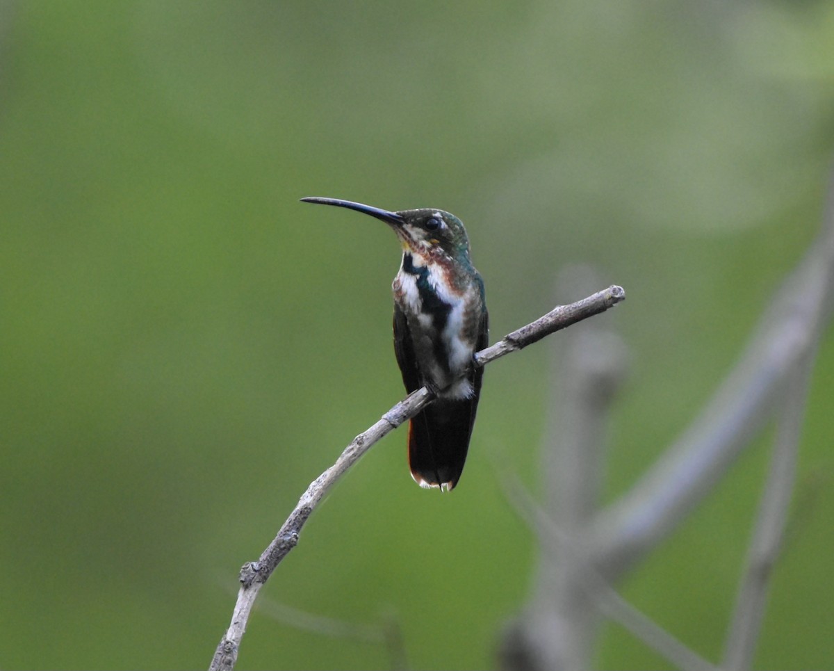 Green-breasted Mango - ML620660809