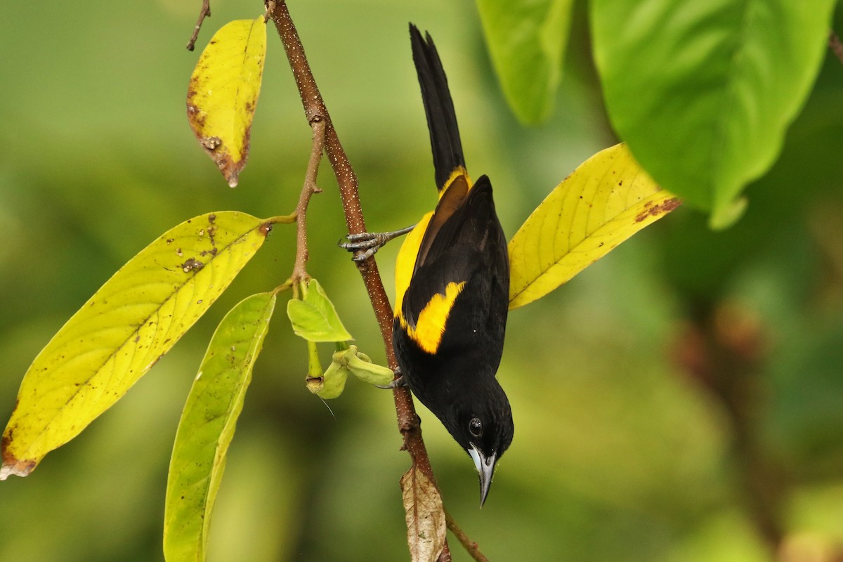 Black-cowled Oriole - ML620660811