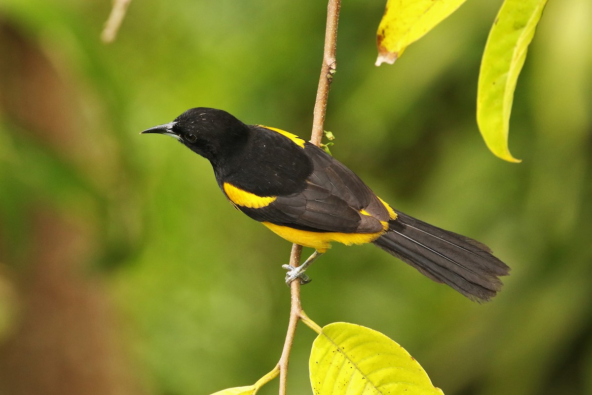 Black-cowled Oriole - ML620660812