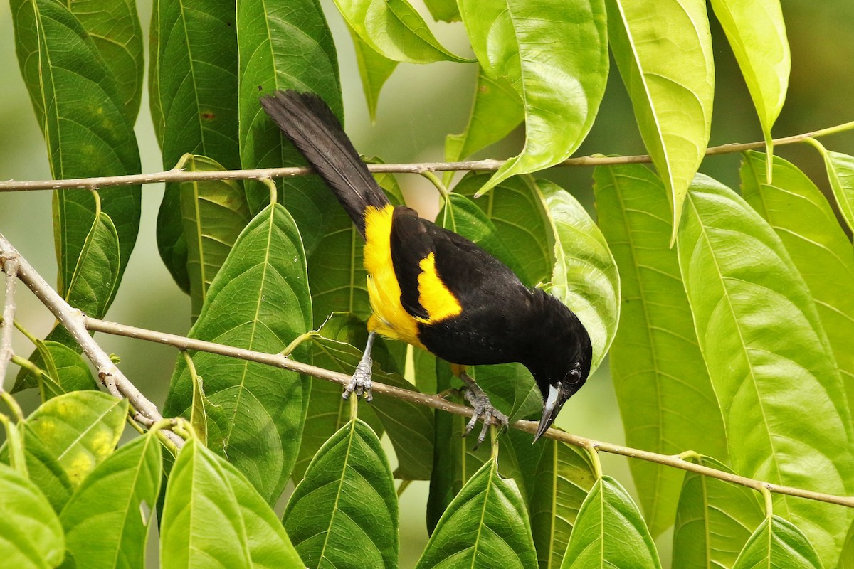 Black-cowled Oriole - ML620660814