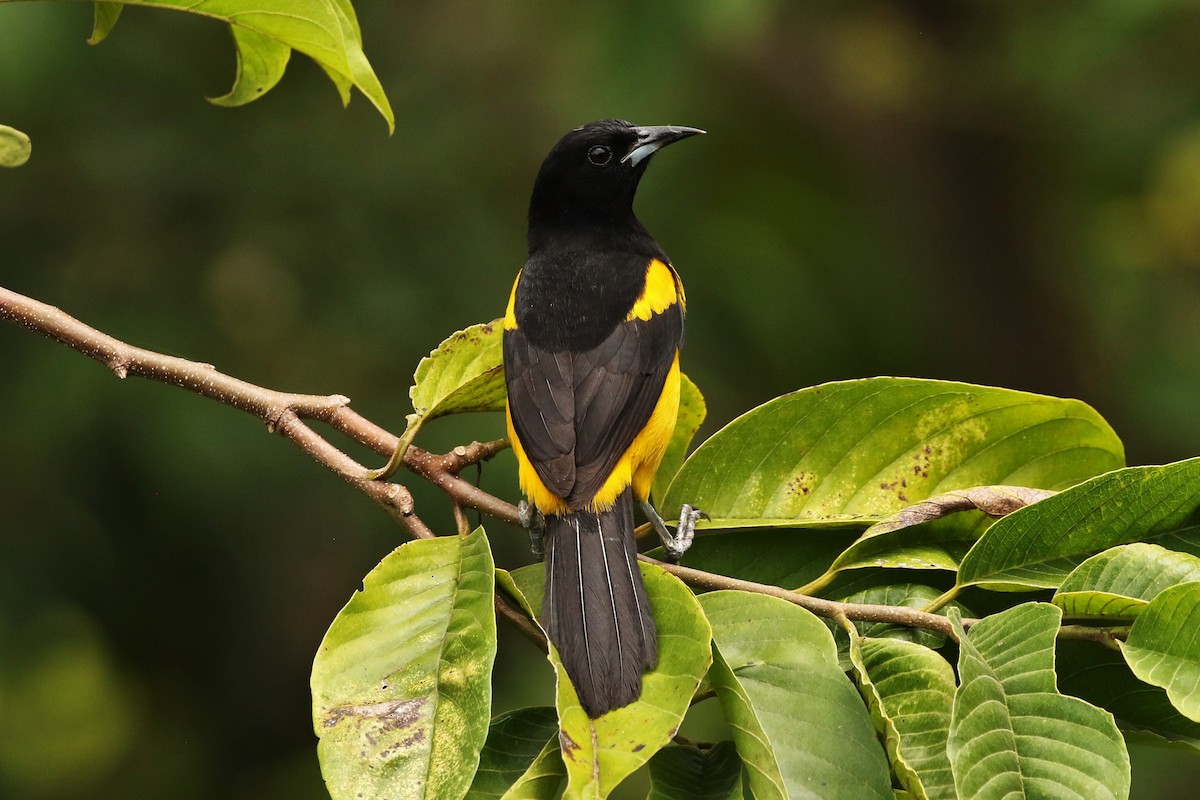 Black-cowled Oriole - ML620660815