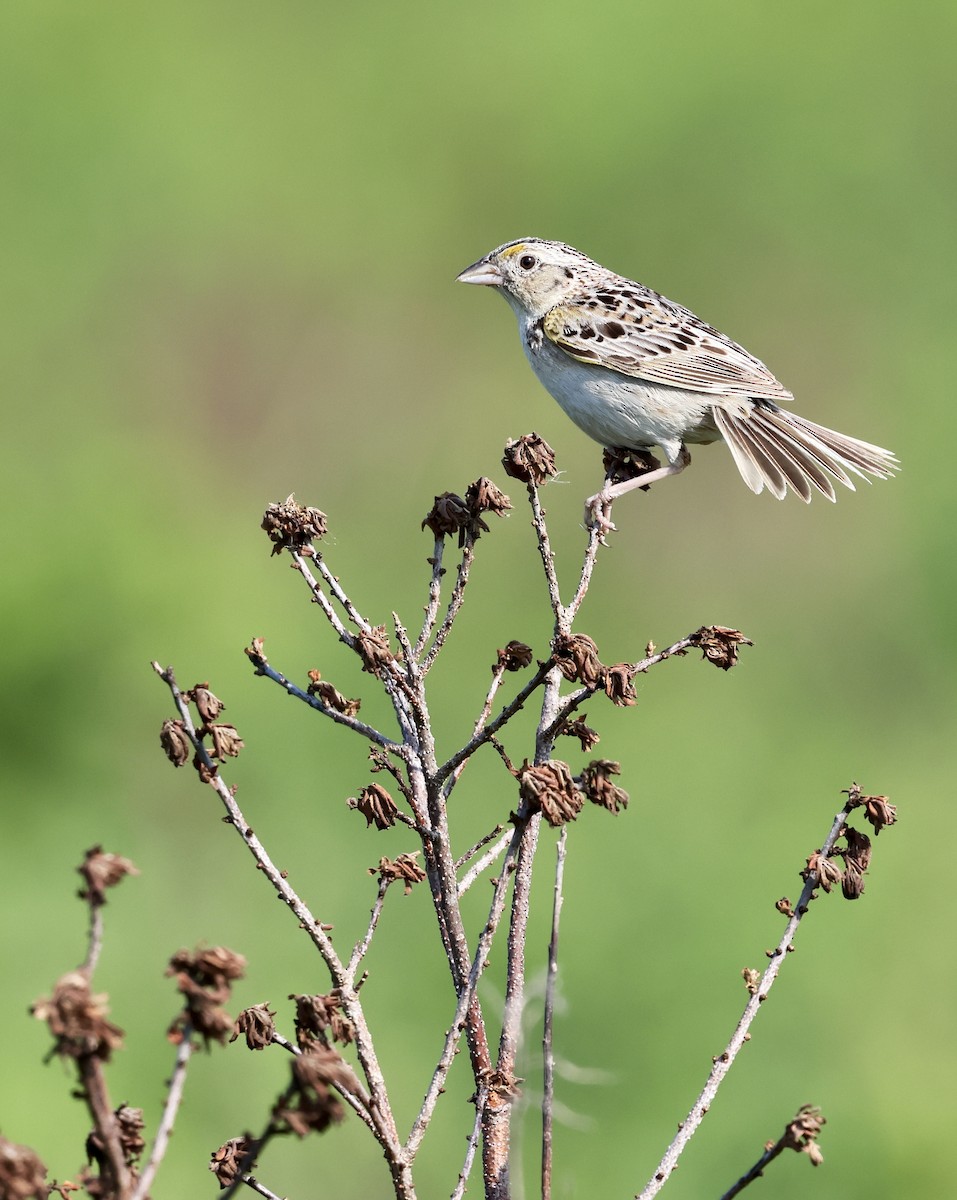 Grasshopper Sparrow - ML620660816