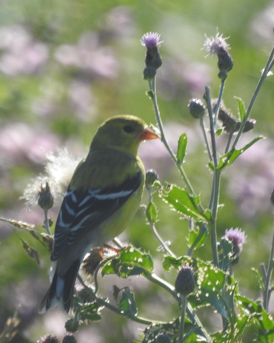 American Goldfinch - ML620660817