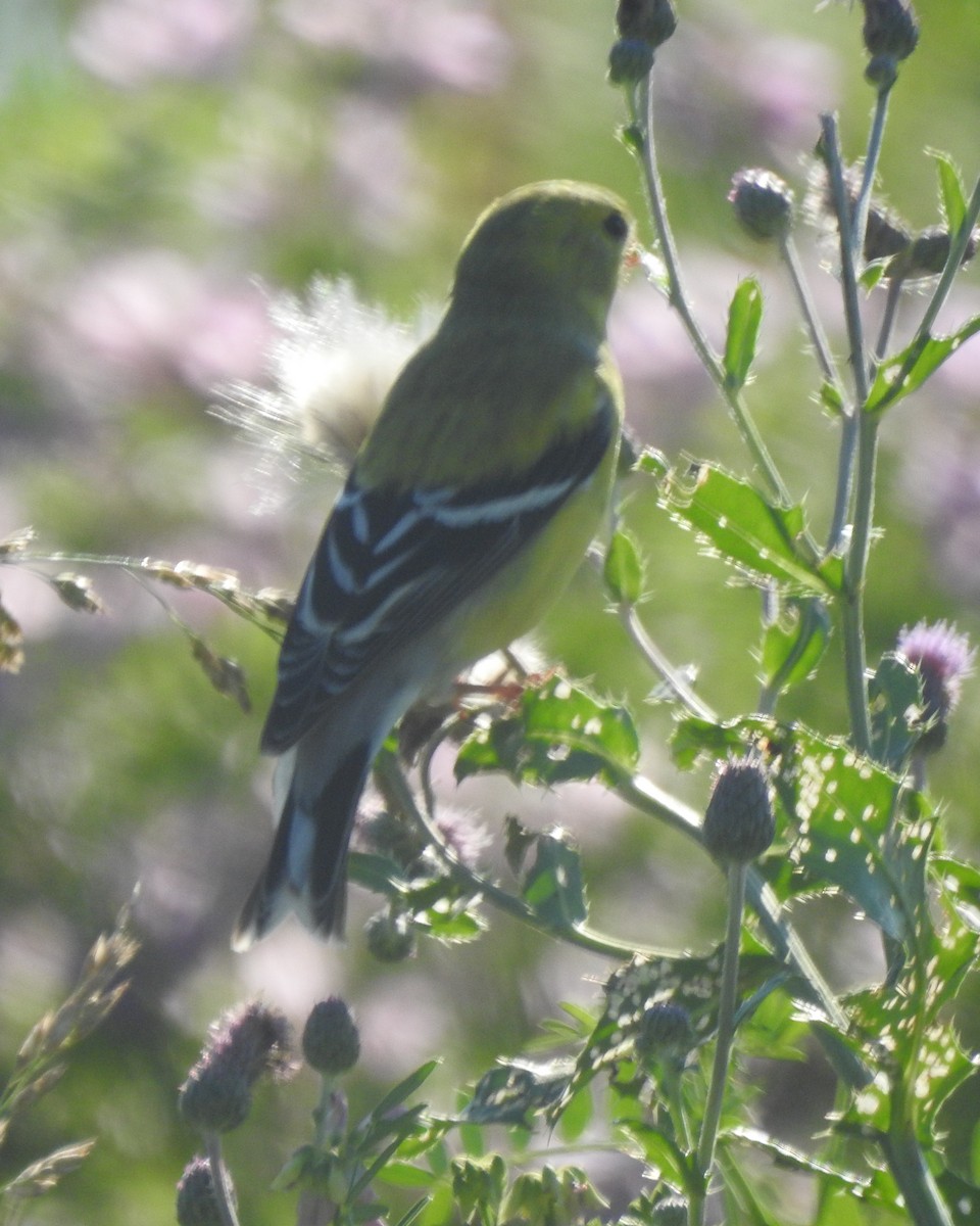 American Goldfinch - ML620660818