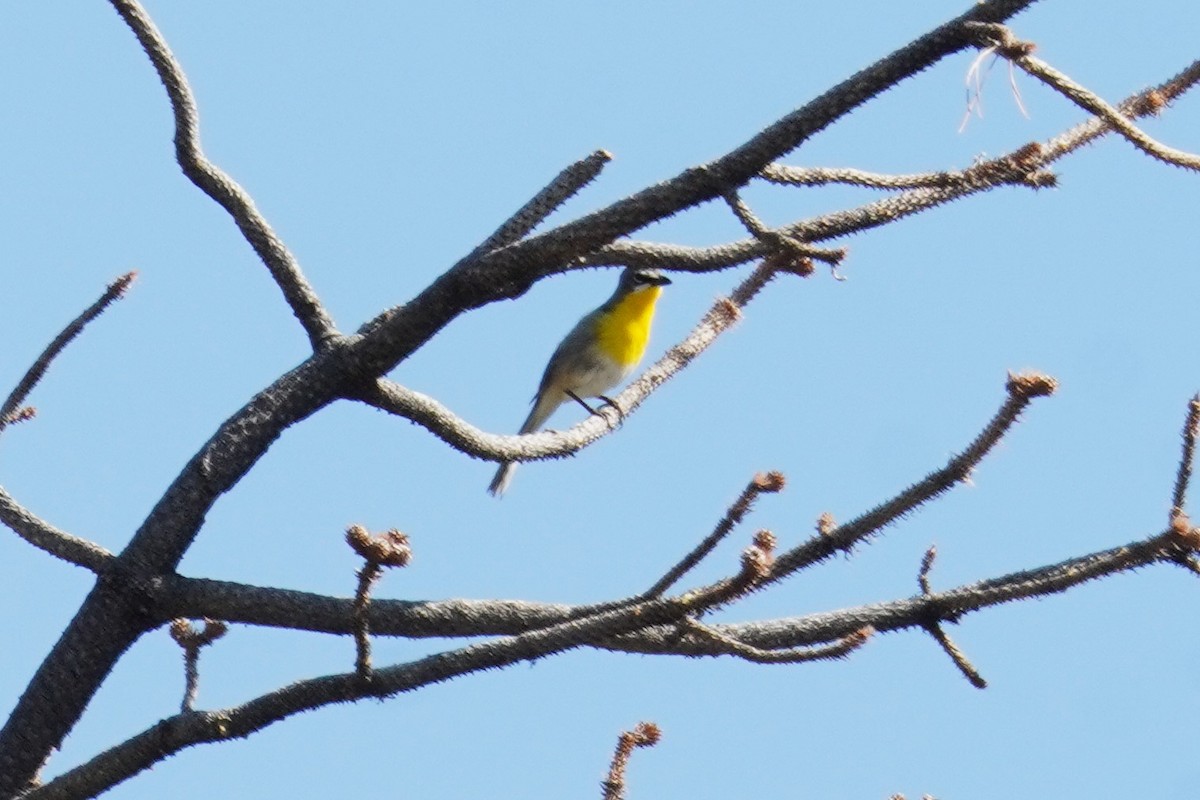 Yellow-breasted Chat - ML620660819