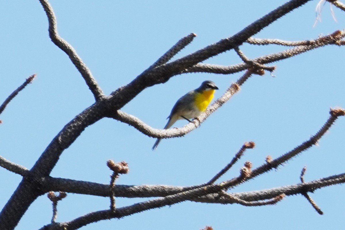 Yellow-breasted Chat - ML620660820