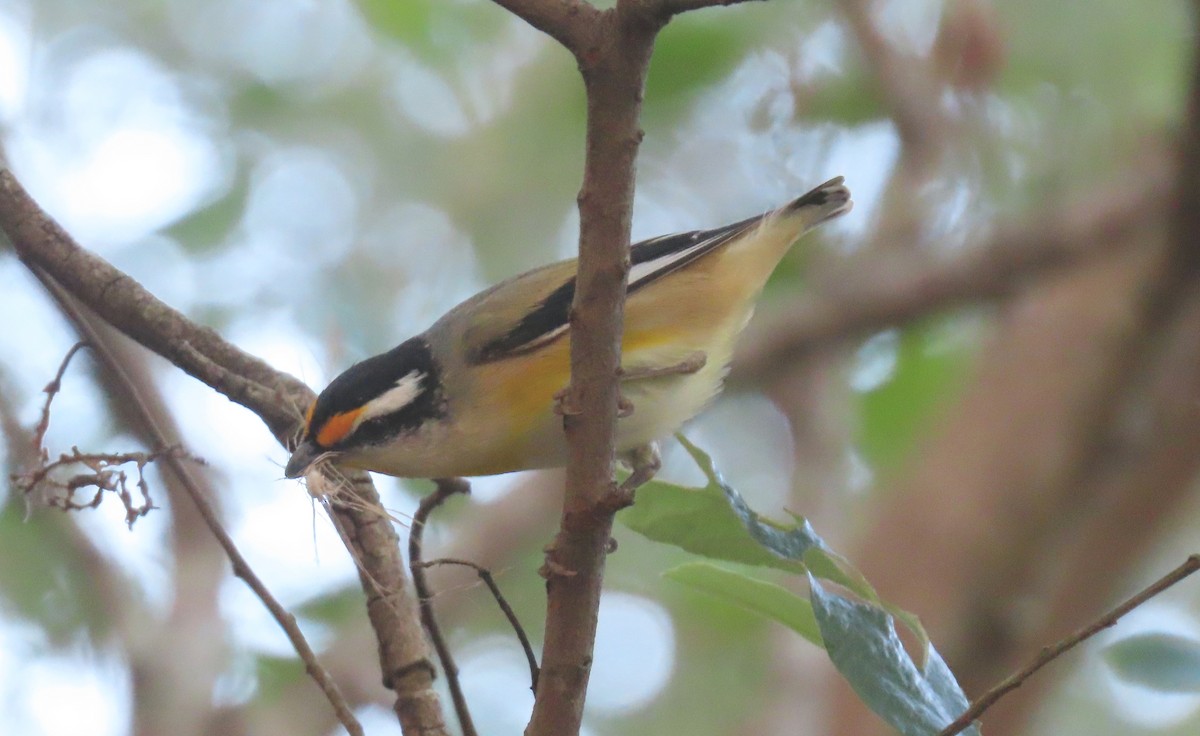 Striated Pardalote (Black-headed) - ML620660821