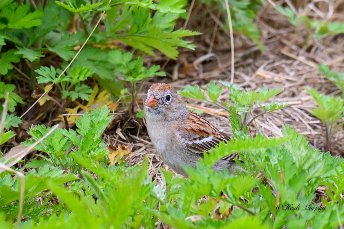 Field Sparrow - ML620660824