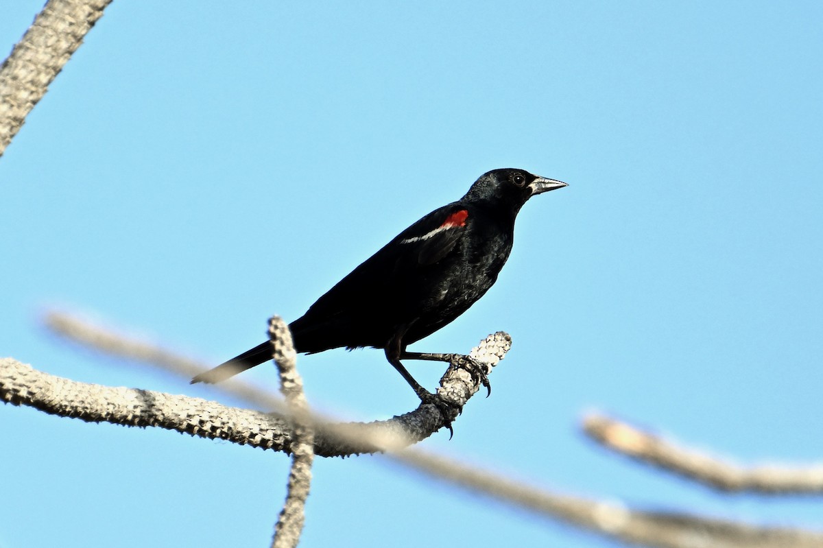 Tricolored Blackbird - ML620660826