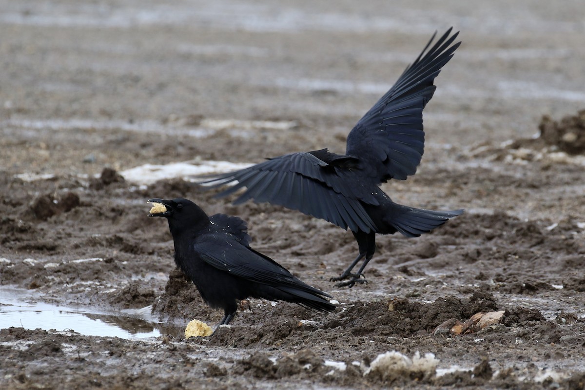 American Crow - ML620660829