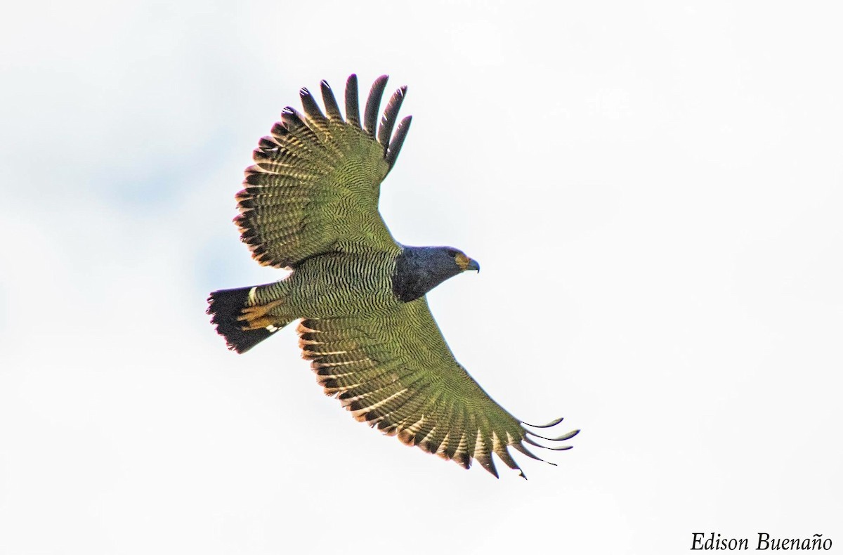 Barred Hawk - ML620660832